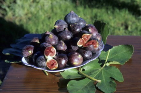 Cinque Terre, Tuscany, Italy Food and wine Tour Tuscany