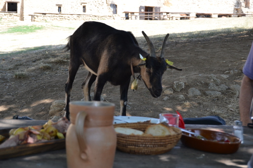 Provence Tour - Goat farm Tour provence