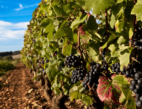 A Quick Guide to Burgundy Wines