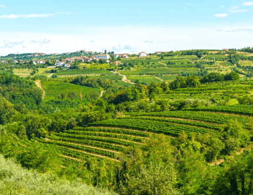 Slovenia Undiscovered Wines