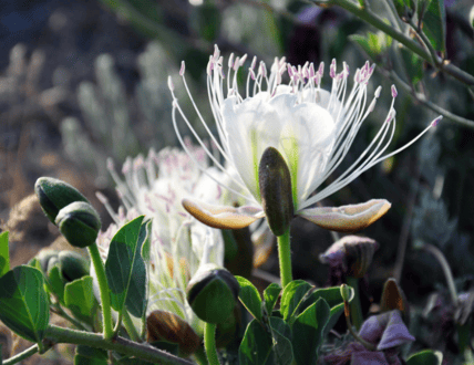 Capers flowers