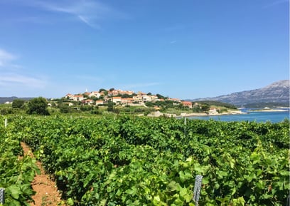 GrK wine, Korcula, Croatia
