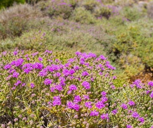 A guide to Greek Herbs