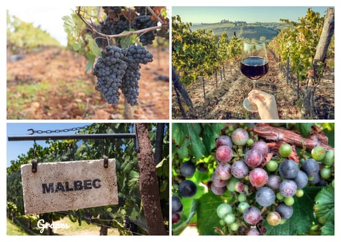 Grapes That Traveled The World