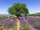 Provençal Lavender
