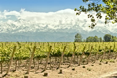 Mendoza vinyard