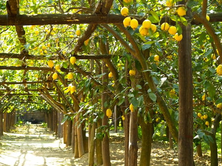lemon farm - Dreamin amalfi.jpg