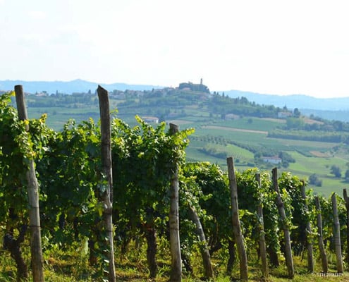 Veneto Food & Wine Tour