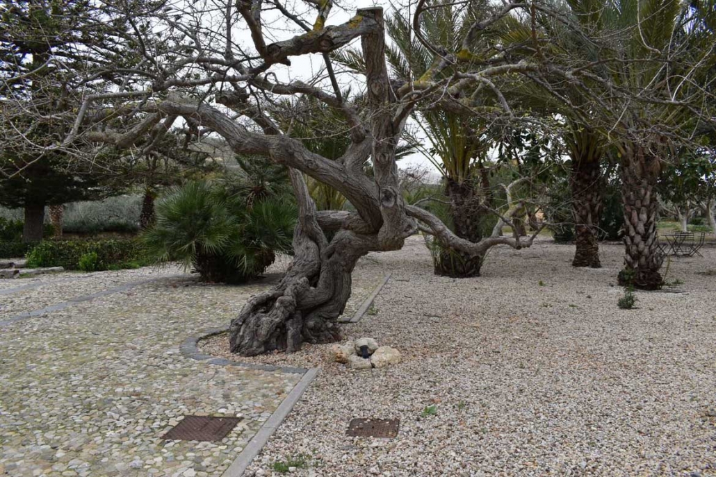 Mandranova Tree