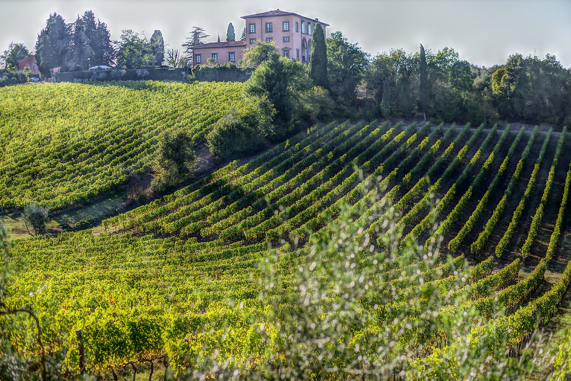 Tuscany wine tours Guide